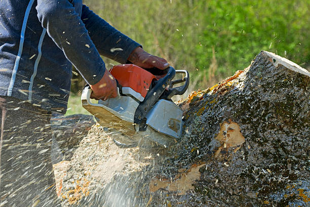 Large Tree Removal in Marmaduke, AR